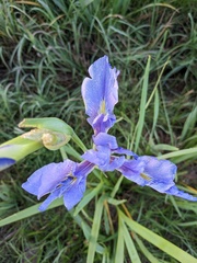 Iris hexagona, photograph (c) Eric Knight, some rights reserved (CC BY)