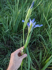 Iris hexagona, photograph (c) Eric Knight, some rights reserved (CC BY)