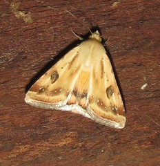 Heliothis scutuligera