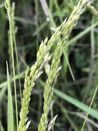 Sphenopholis intermedia (Rydb.) Rydb.