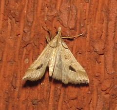 Diasemia monostigma