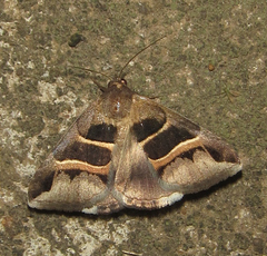 Grammodes exclusiva