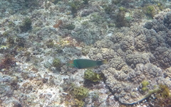 Thalassoma hebraicum