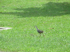 Amaurornis phoenicurus