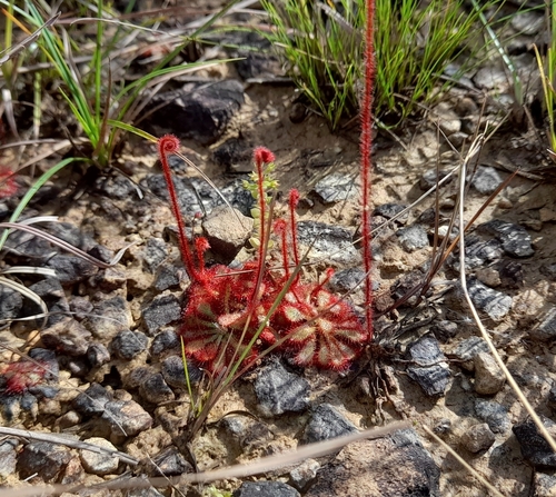 Drosera hirtella (Drosera hirtella)