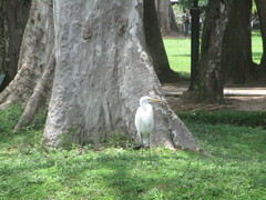 Bubulcus ibis