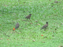 Acridotheres tristis