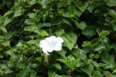 Calystegia tuguriorum