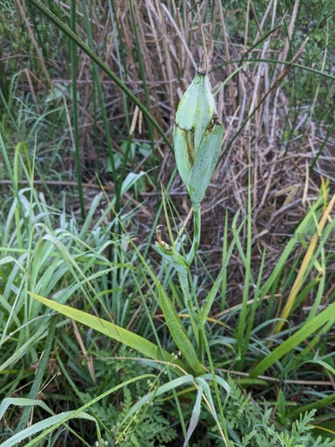 Iris hexagona, photograph 2