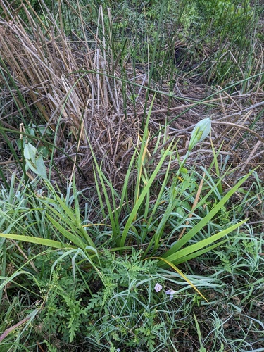 Prairie Iris (Iris hexagona)