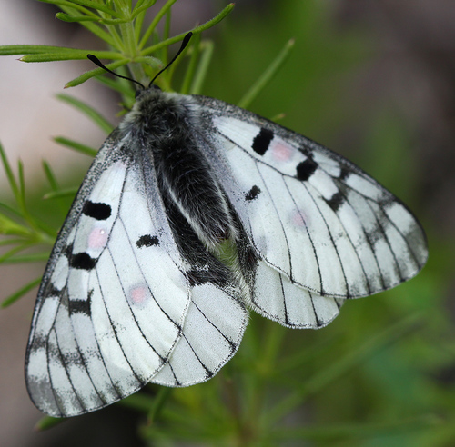 Parnassius bremeri