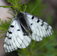 Parnassius bremeri