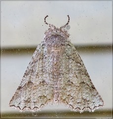 Declana niveata