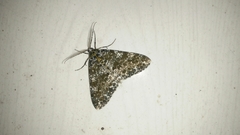 Arichanna picaria
