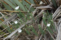 Linum monogynum monogynum