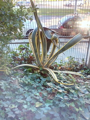 Agave americana