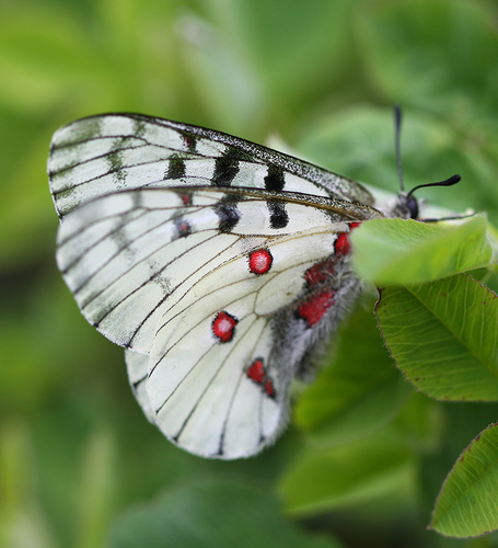 Parnassius bremeri