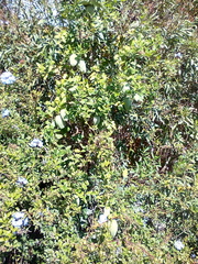 Araujia sericifera