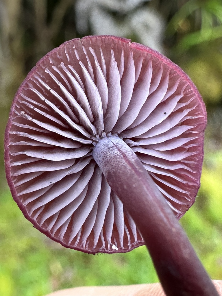 Pseudobaeospora wipapatiae