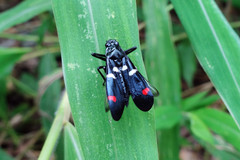 Callitettix versicolor