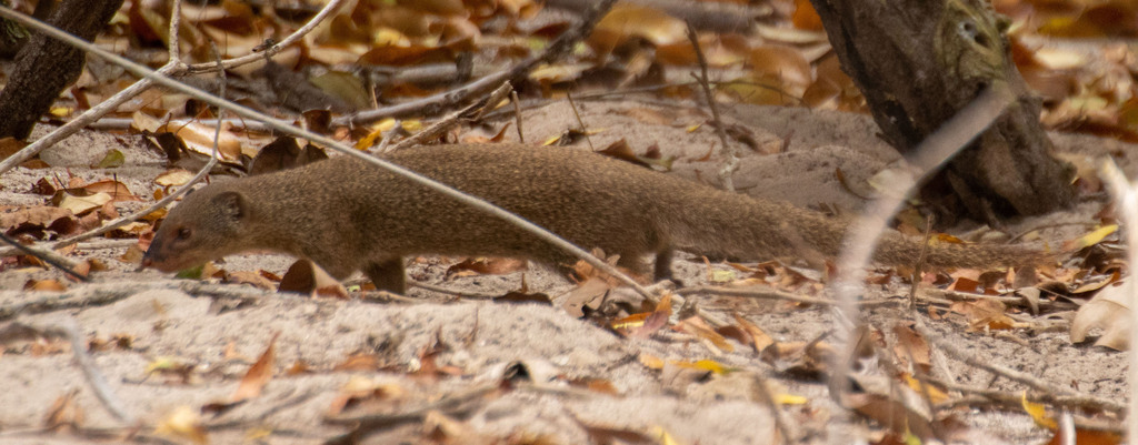 Small Indian Mongoose From Sainte Anne MQ MA MQ On April 21 2023 At   Large 