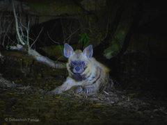 Hyaena hyaena