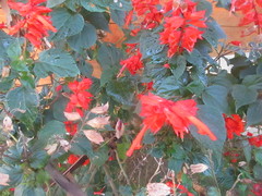 Salvia splendens