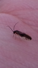 Caecilius fuscopterus