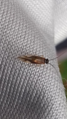 Caecilius fuscopterus