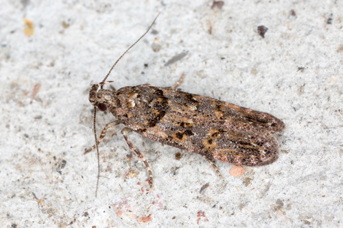 Teleiopsis diffinis (Haworth, 1828)