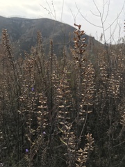 Dracocephalum moldavica