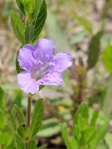 Image of Dyschoriste oblongifolia by (c) Jay Horn, some rights reserved (CC BY)
