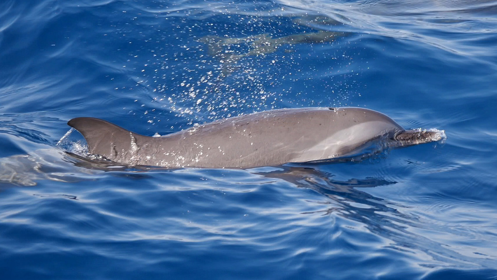 Pantropical spotted dolphin surfacing in the Red Sea