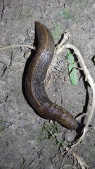 Milacidae