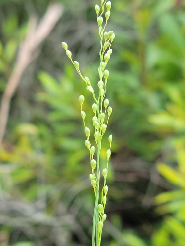 Image of Dichanthelium neuranthum by (c) Jay Horn, some rights reserved (CC BY)