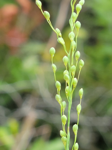 Image of Dichanthelium neuranthum by (c) Jay Horn, some rights reserved (CC BY)