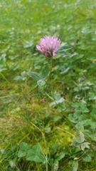 Trifolium pratense