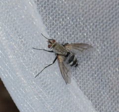 Microphthalma disjuncta