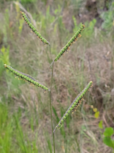 Image of Paspalum praecox by (c) Jay Horn, some rights reserved (CC BY)