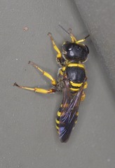 Ectemnius decemmaculatus