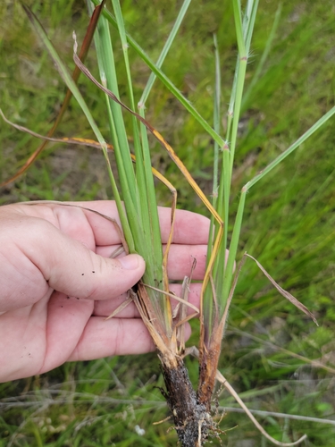 Image of Paspalum praecox by (c) Jay Horn, some rights reserved (CC BY)