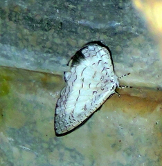Spalgis lemolea lemolea
