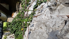 Podarcis muralis maculiventris