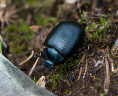 Chrysolina vernalis