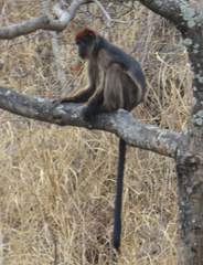 Piliocolobus tephrosceles