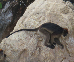 Piliocolobus tephrosceles