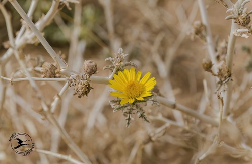 Asteriscus graveolens subsp. graveolens image