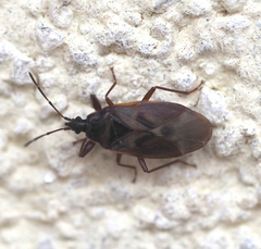 Gastrodes abietum