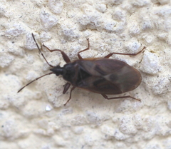 Gastrodes abietum