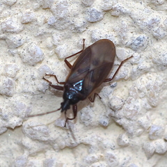 Gastrodes abietum